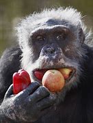 Image result for Chimpanzee Eating Meat