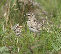 Image result for Alaska Ground Nesting Birds