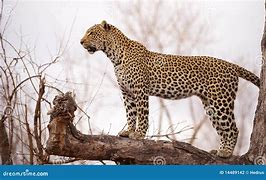 Image result for Leopard Standing