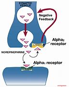 Image result for anandamide receptors