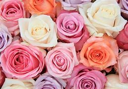 Image result for Itali Roses