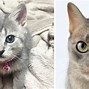 Image result for Crazy Cat Lady Stuff