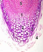 Image result for Lateral Root Cap