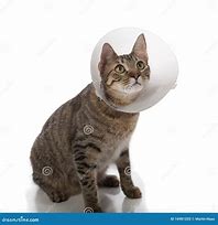 Image result for Cat in Cone