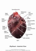 Image result for Pig Heart Labeled