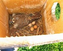 Image result for Kestrel Nest Box