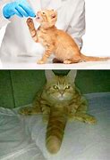 Image result for Cursed Cat Pictures