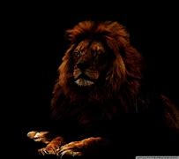 Image result for Dark Lion Full HD Wallpaper