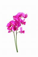 Image result for Pink Sweet Pea Flower