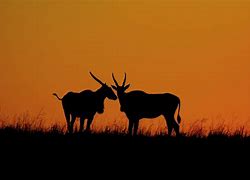 Image result for Rietvlei Nature Reserve South Africa