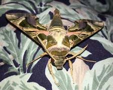 Image result for Giant Red Moth