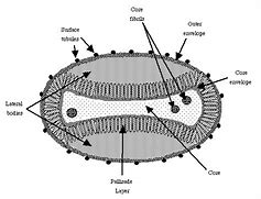 Image result for Pox Virus Structure