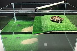 Image result for Turtle House