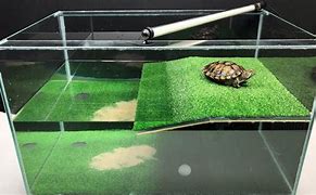 Image result for 2 Turtles Turtle House