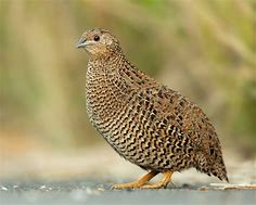 Image result for Quail Pixabay ABC