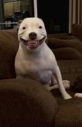 Image result for Pair of Smiling Dogs