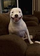 Image result for Dog Smiling Hard