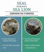 Image result for Seal or Sea Lion