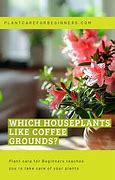 Image result for Which Houseplants Like Coffee Grounds