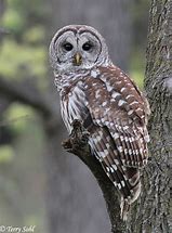 Image result for Barred Owl Gifts