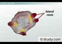 Image result for Lateral Root Cap