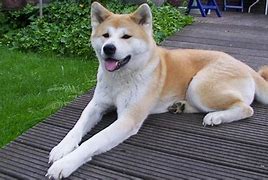 Image result for Akita Pics