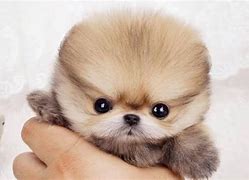 Image result for Cutest Dogs