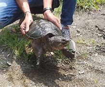 Image result for Common Snapping Turtle Growth Chart