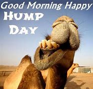 Image result for Hump Day Camel Cartoon Clip Art