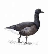 Image result for Fox Goose