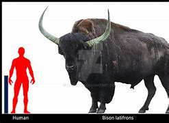 Image result for Bison Latifrons