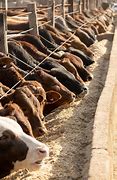 Image result for Feedlot