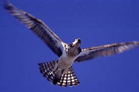 Image result for Pacific Osprey