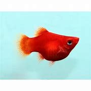 Image result for Balloon Platy