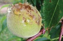 Image result for Nectarine Tree Diseases