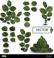 Image result for Fresh Leaves Design