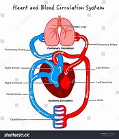 Image result for Circulatory System Blood Flow Diagram