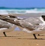 Image result for Tern