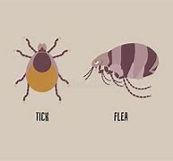 Image result for Flea and Tick Cartoon