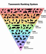 Image result for Taxonomy Classification Chart