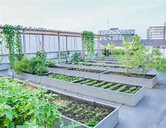 Image result for Roof Garden Pequeños