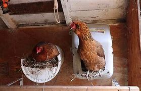 Image result for Chicken Roost Flat or Round