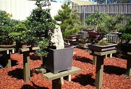 Image result for Bonsai Paradise Orlando