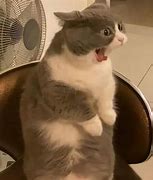 Image result for Kucing Kepala Botak Meme