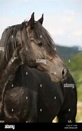 Image result for Black Welsh Cob