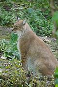 Image result for A Lynx Cat