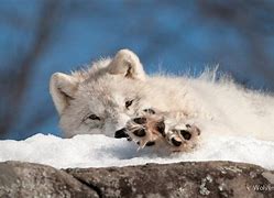 Image result for Wolf Pup Artic