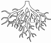 Image result for Roots ClipArt