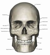 Image result for Modern Skull Art