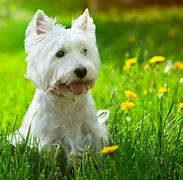 Image result for Terrier Dog Breeds List